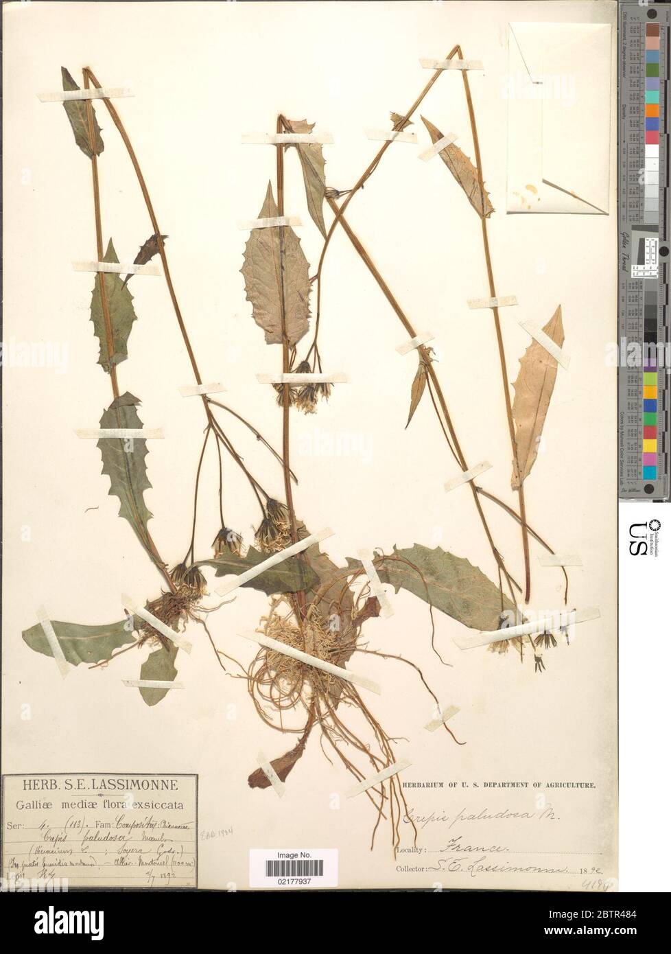 Crepis paludosa L Moench. Stock Photo