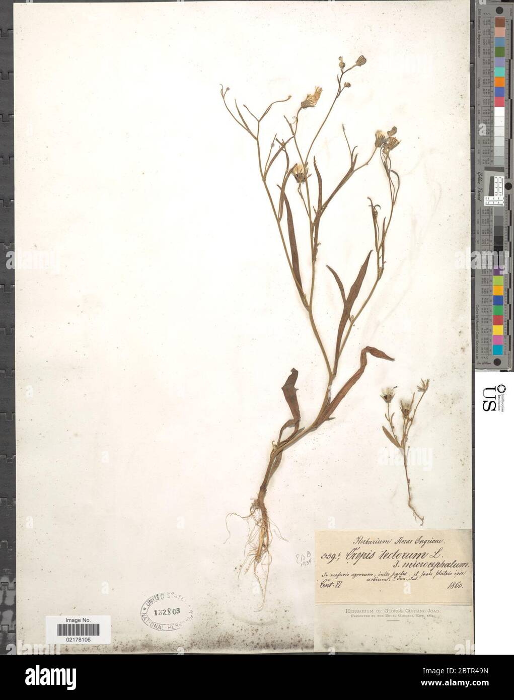 Crepis tectorum L. Stock Photo