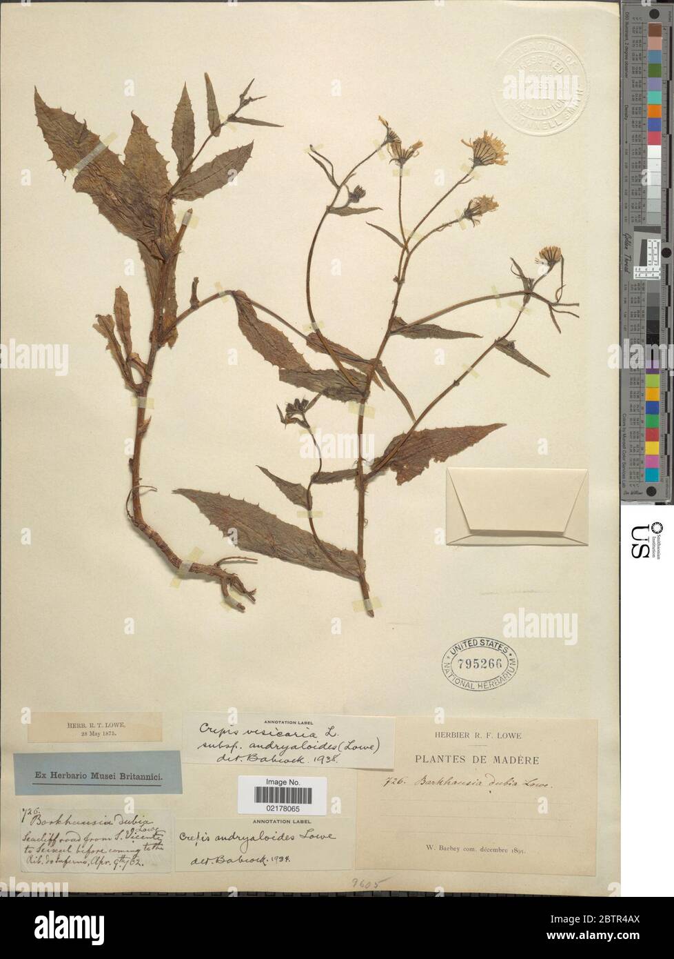 Crepis vesicaria L. Stock Photo