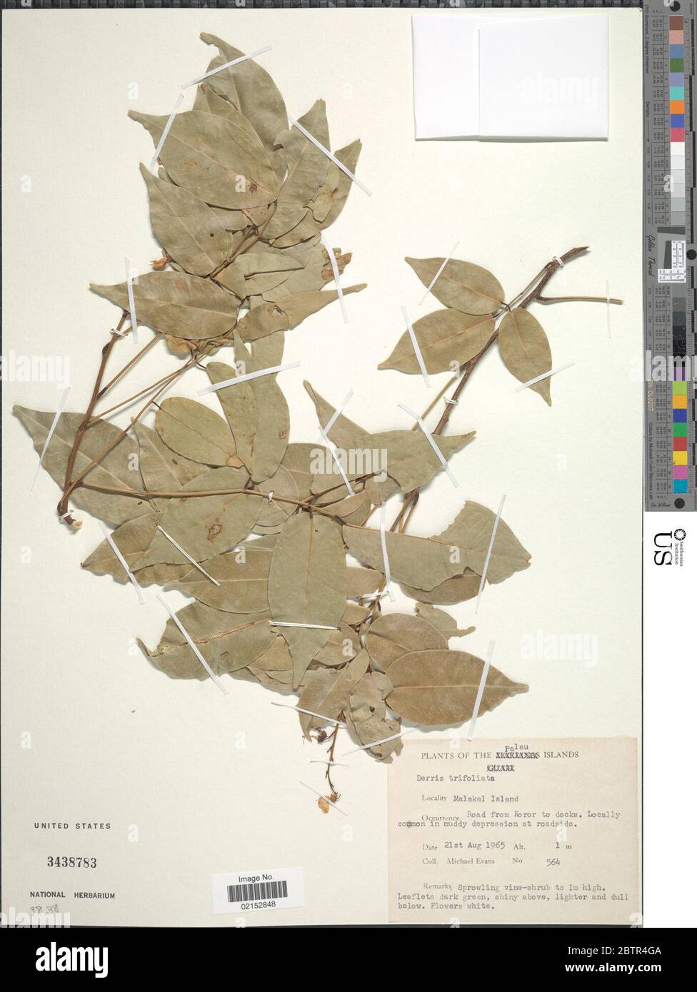 Derris trifoliata Lour. Stock Photo