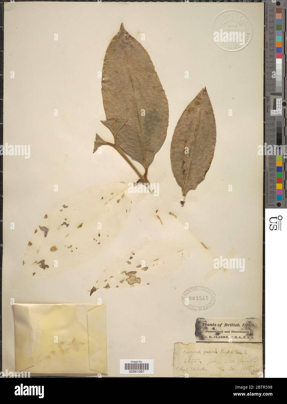 Garcinia anomala Planch Triana. Stock Photo