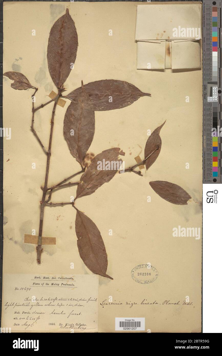 Garcinia nigrolineata Planch ex T Anderson. Stock Photo