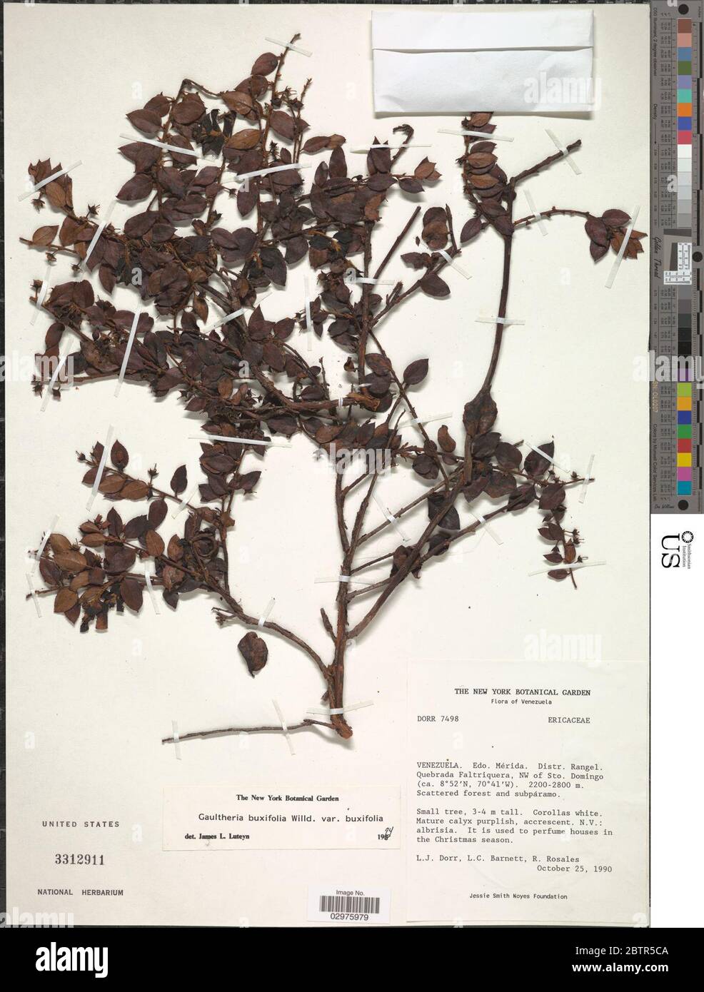 Gaultheria buxifolia Willd. Stock Photo