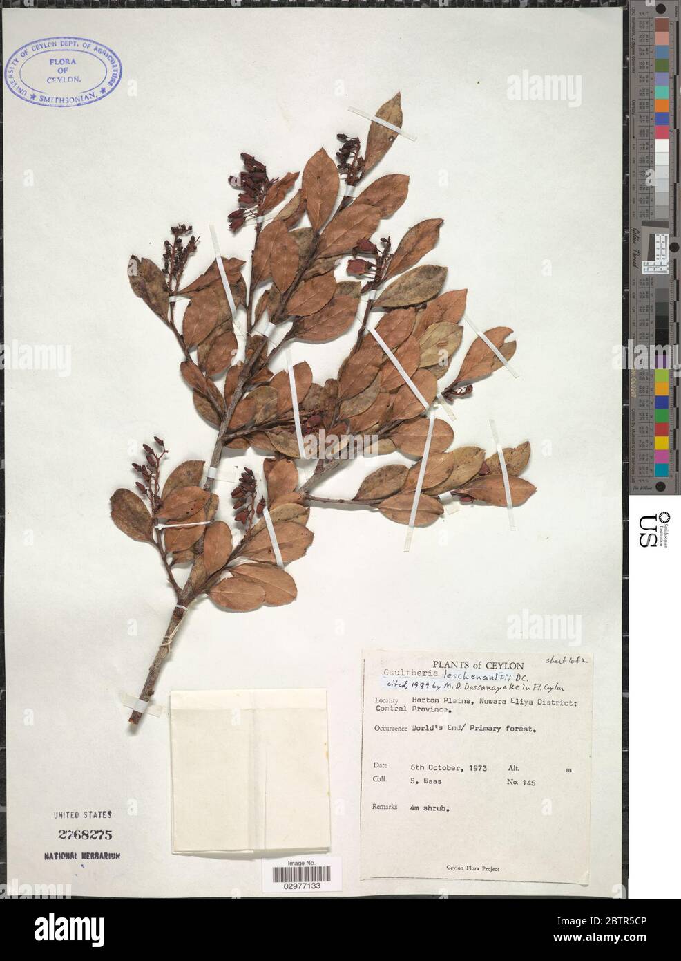 Gaultheria leschenaultii DC. Stock Photo