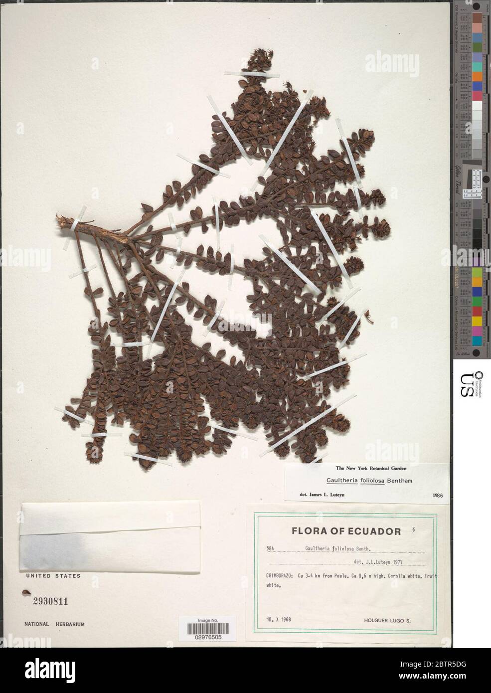 Gaultheria foliolosa Benth. Stock Photo