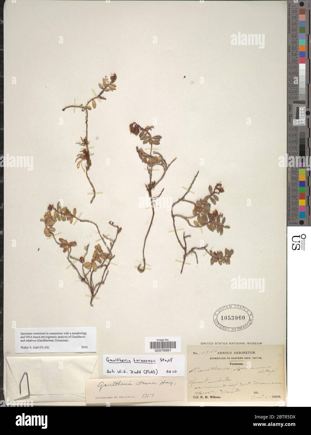 Gaultheria borneensis Stapf. Stock Photo