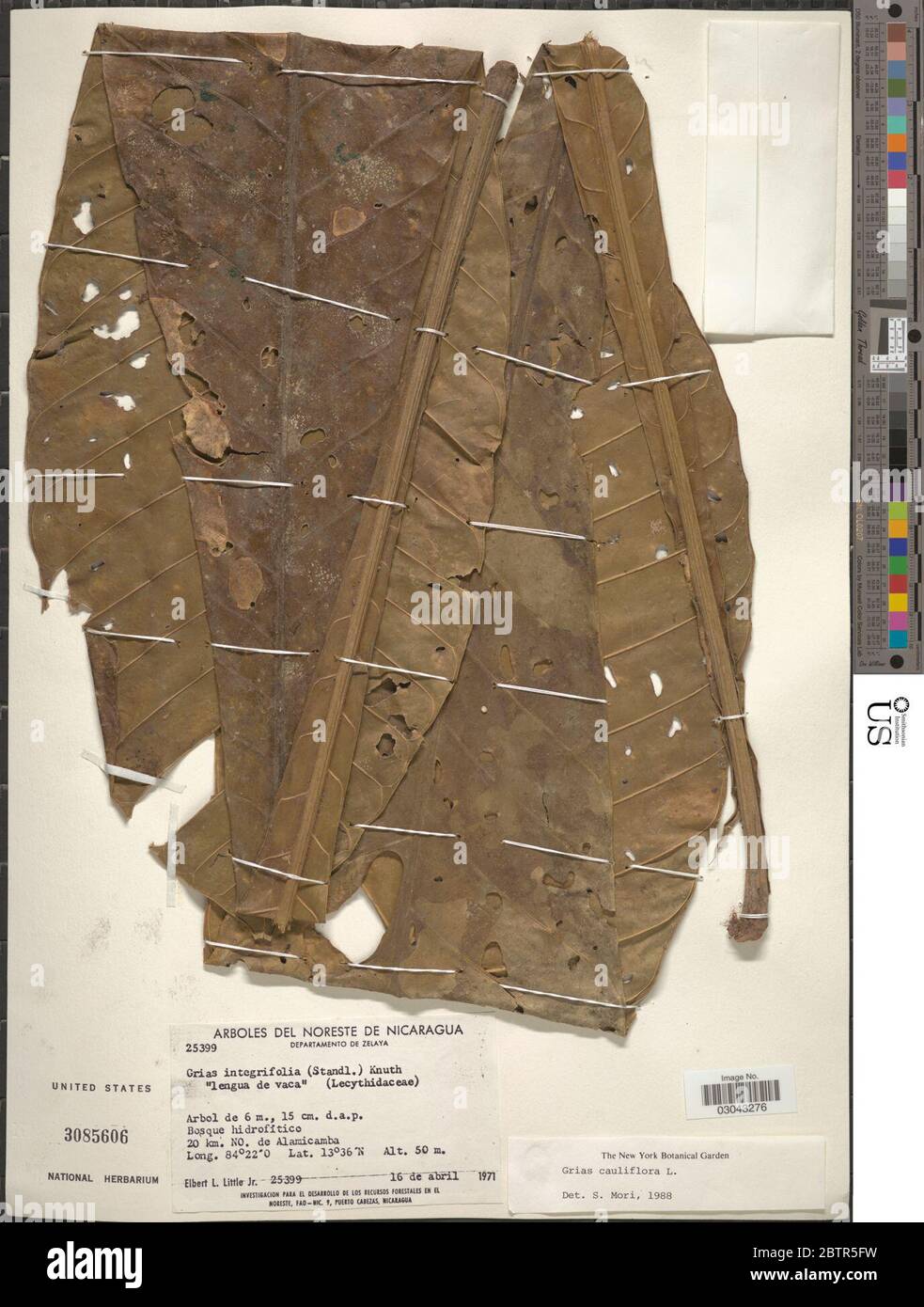 Grias cauliflora L Stock Photo Alamy