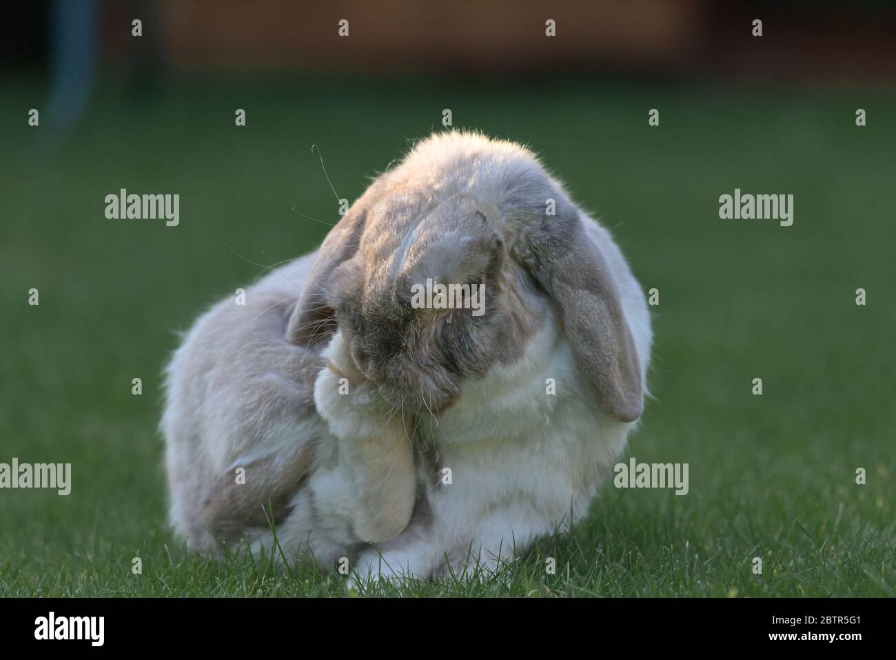 Patch of sunlight hits the side of this lop rabbits face as he sits on the lawn and grooms his back foot Stock Photo