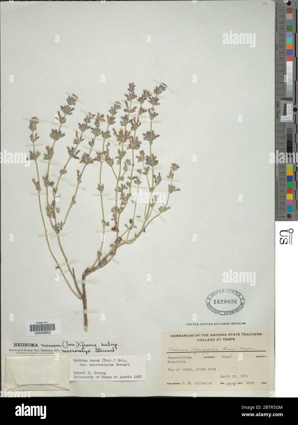 Hedeoma nana subsp macrocalyx WS Stewart. Stock Photo