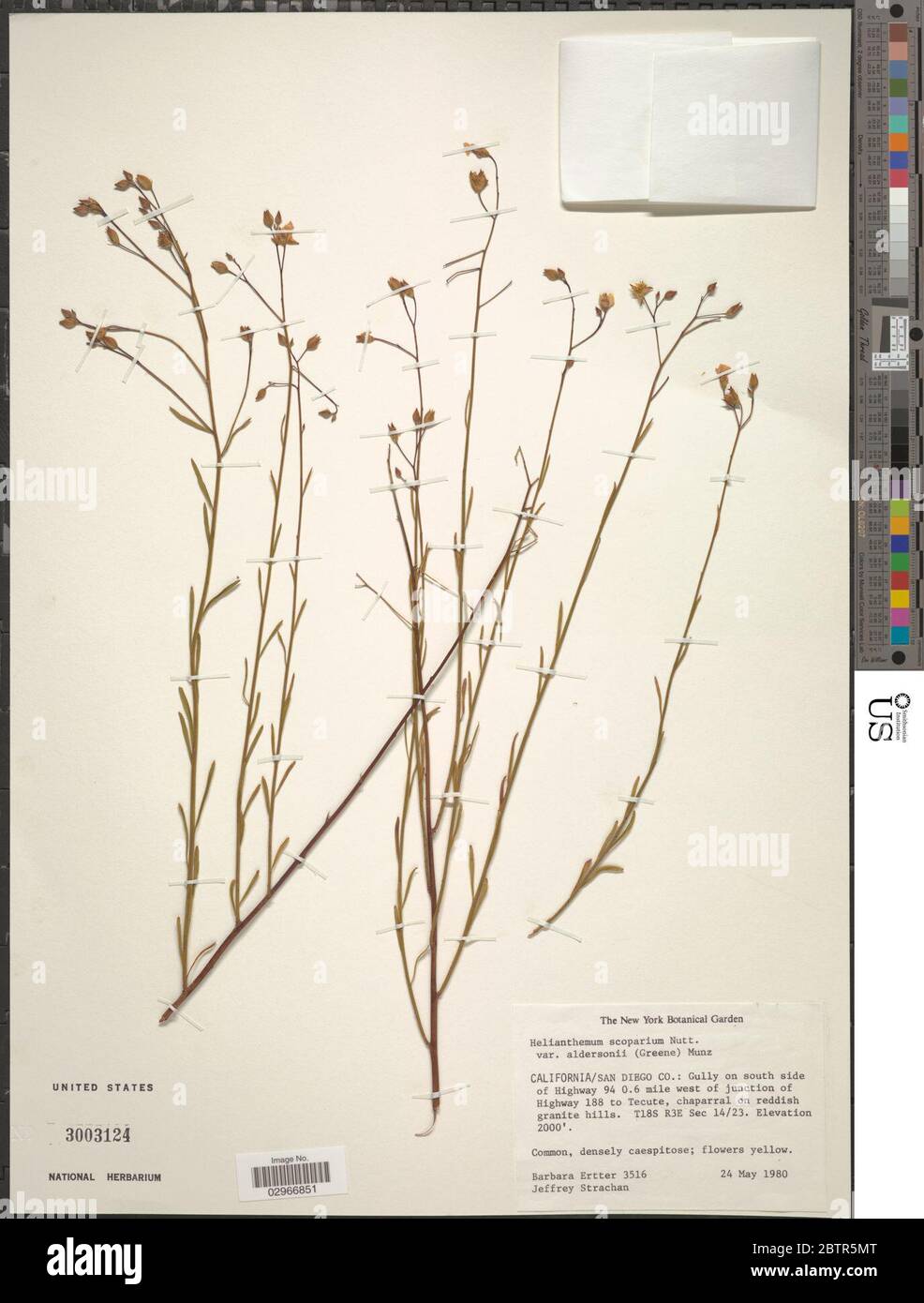 Helianthemum suffrutescens B Schreiber. Stock Photo