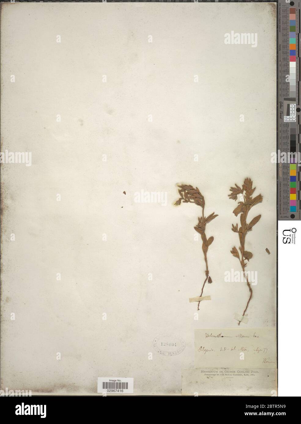 Helianthemum villosum Thibaud. Stock Photo