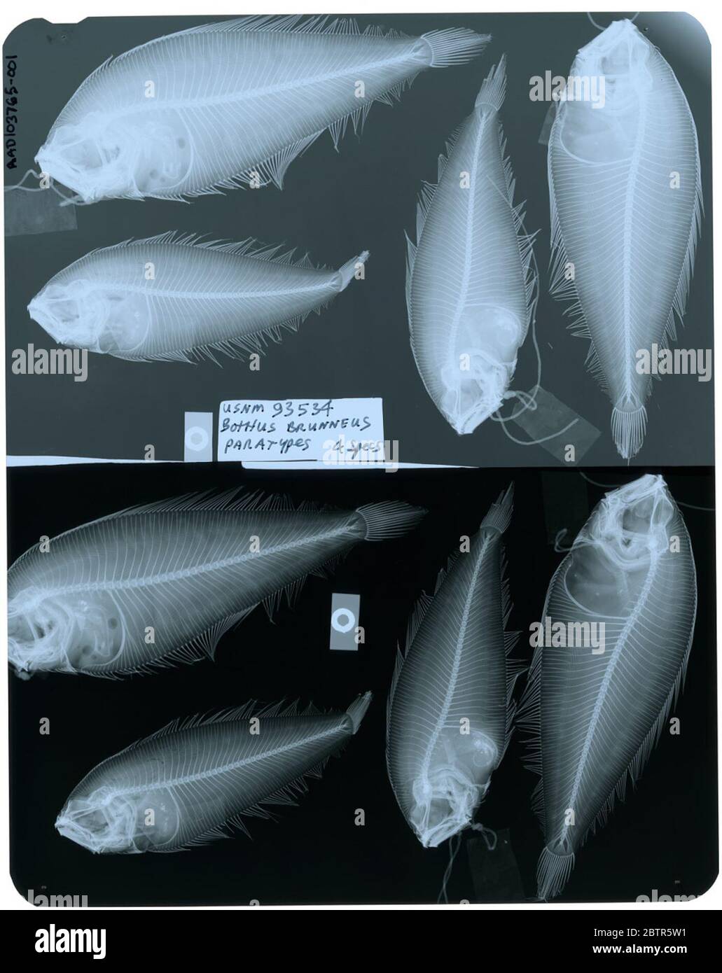 Bothus brunneus. Radiograph is of a paratype; The Smithsonian NMNH Division of Fishes uses the convention of maintaining the original species name for type specimens designated at the time of description. The currently accepted name for this species is Arnoglossus brunneus.29 Oct 2018D. 51211 Stock Photo