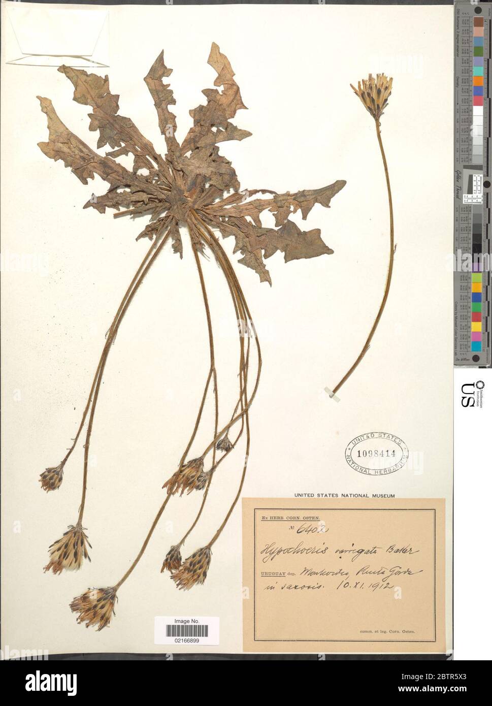 Hypochaeris variegata Lam Baker. Stock Photo