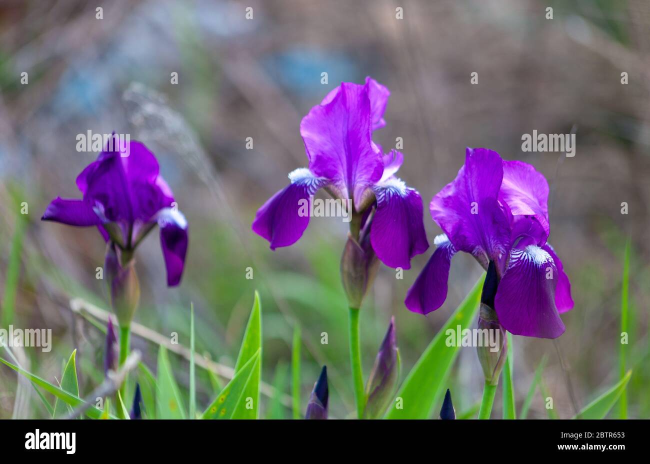 Delicate blue iris flowers on a flower bed in the park. Irises - summer butterfly. Spring Flowers. Close up of purple Japanese iris flowers. Stock Photo