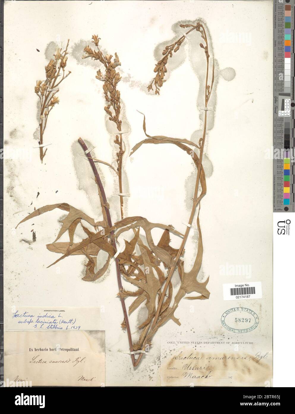 Lactuca indica subsp laciniata. Stock Photo