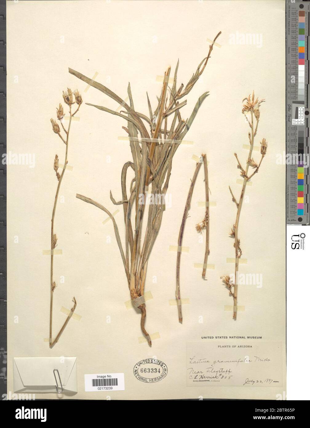 Lactuca graminifolia Michx. Stock Photo