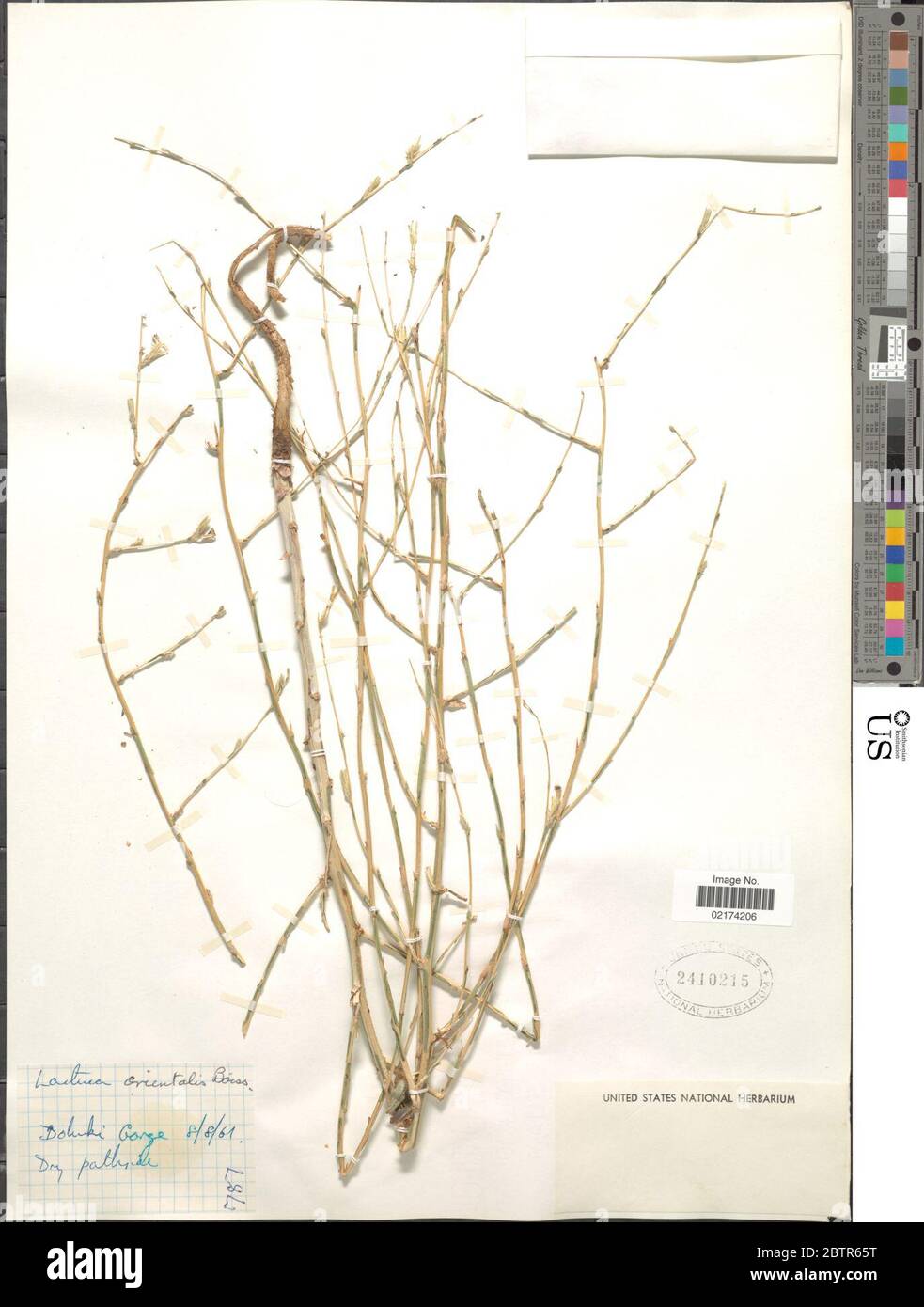 Lactuca orientalis Boiss Boiss. Stock Photo