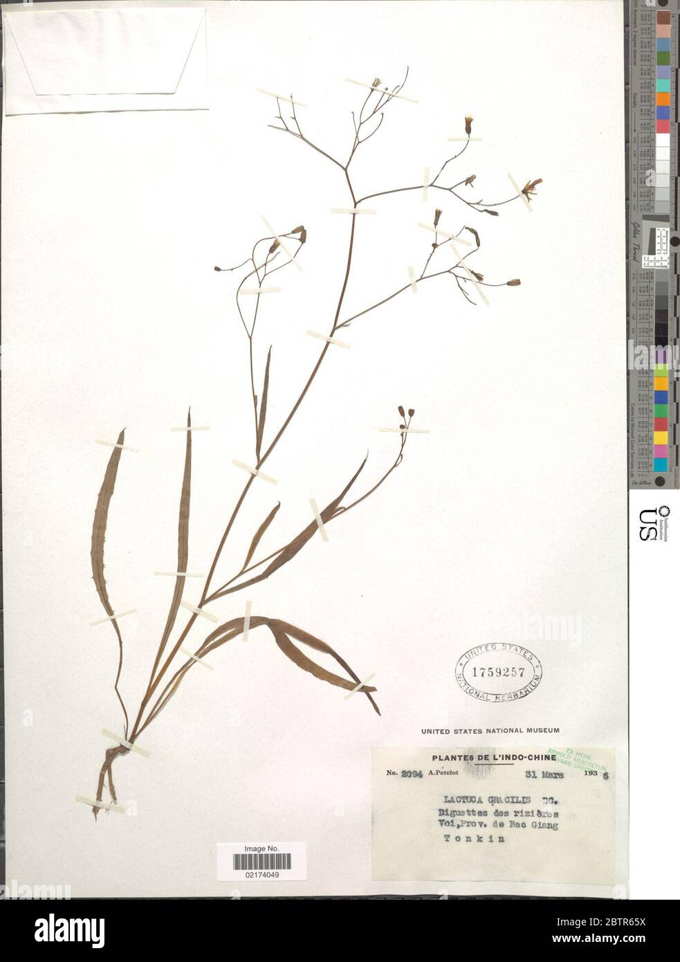 Lactuca gracilis DC. Stock Photo