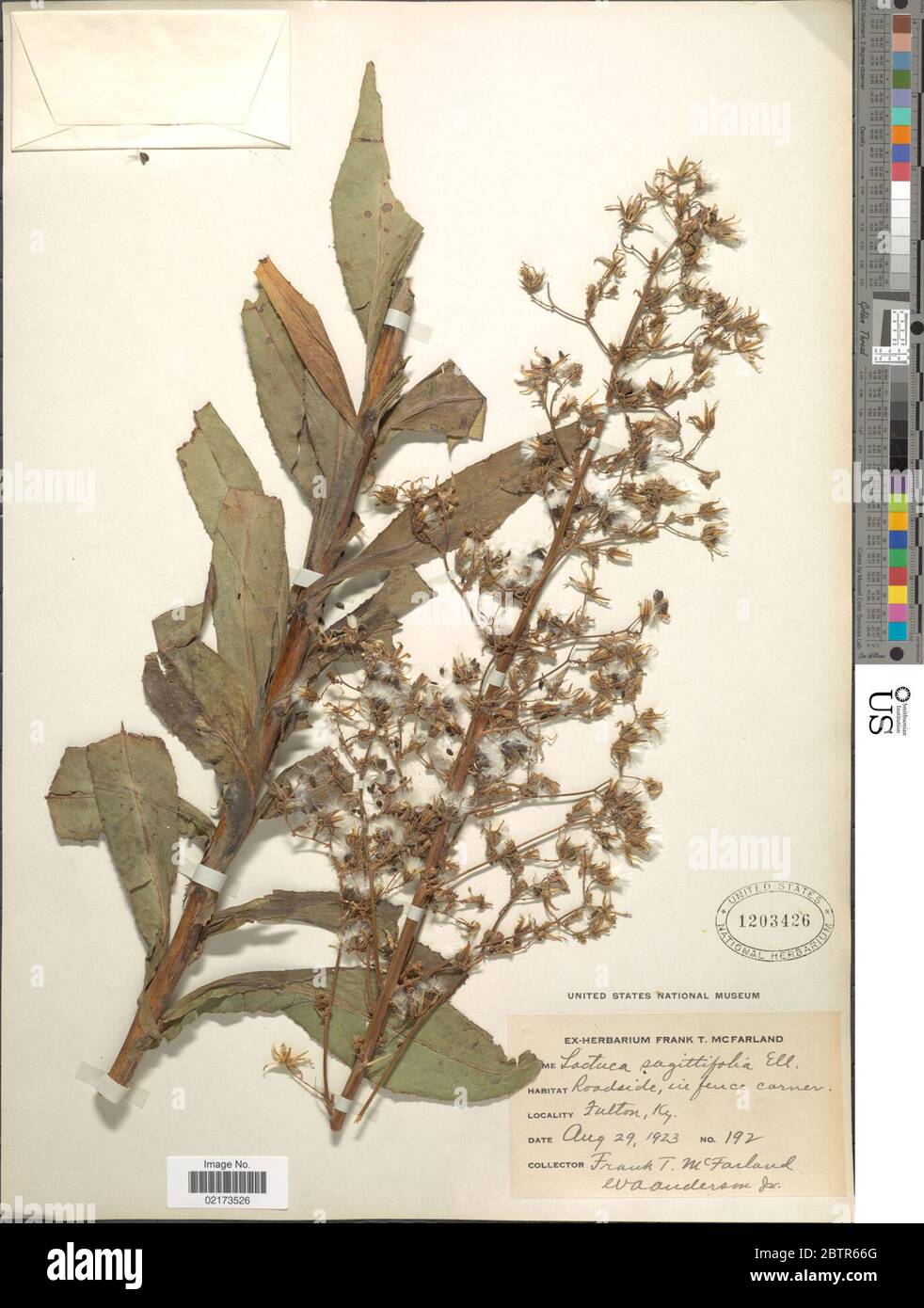 Lactuca sagittaefolia. Stock Photo