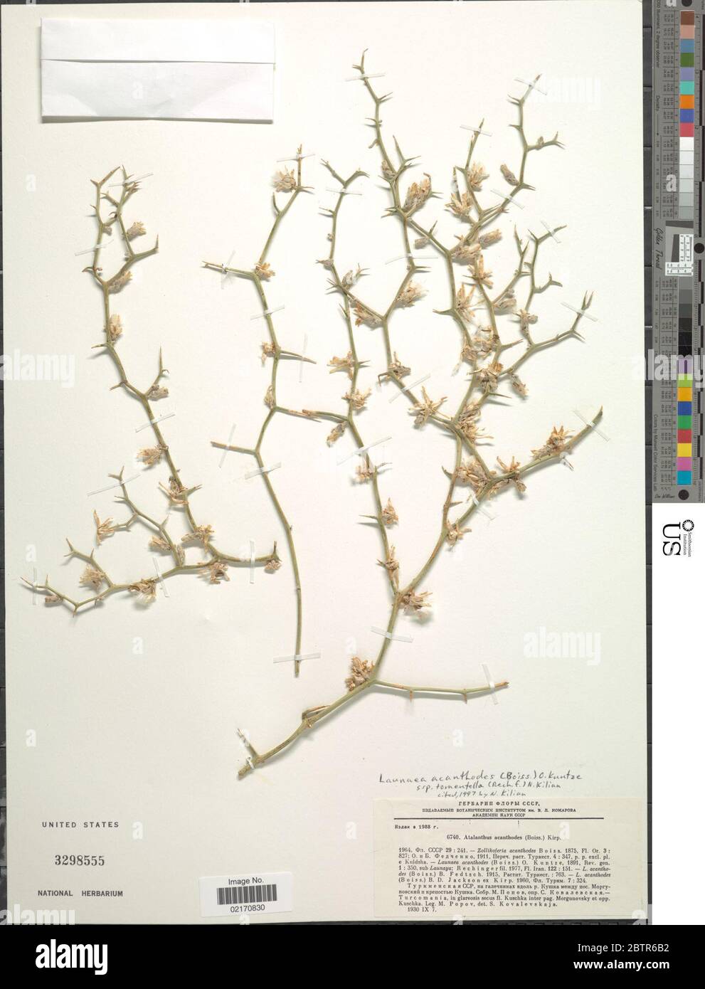 Launaea acanthodes subsp tomentella Rech f N Kilian. Stock Photo