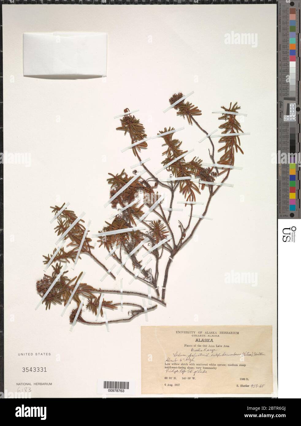 Ledum palustre subsp decumbens Aiton Hultn. Stock Photo