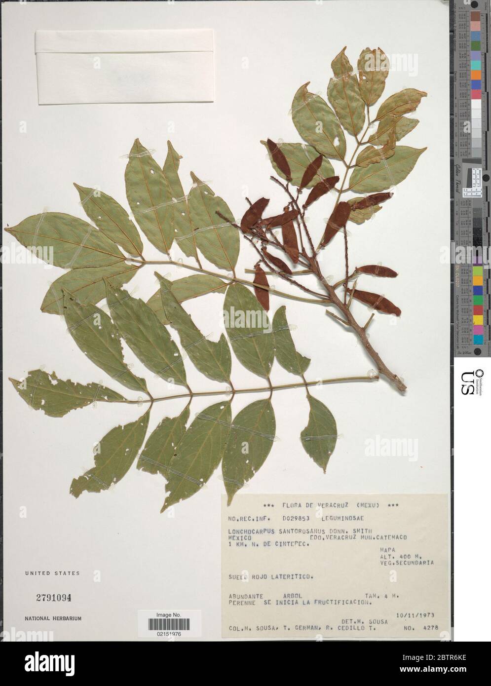 Lonchocarpus santarosanus Donn Sm. Stock Photo