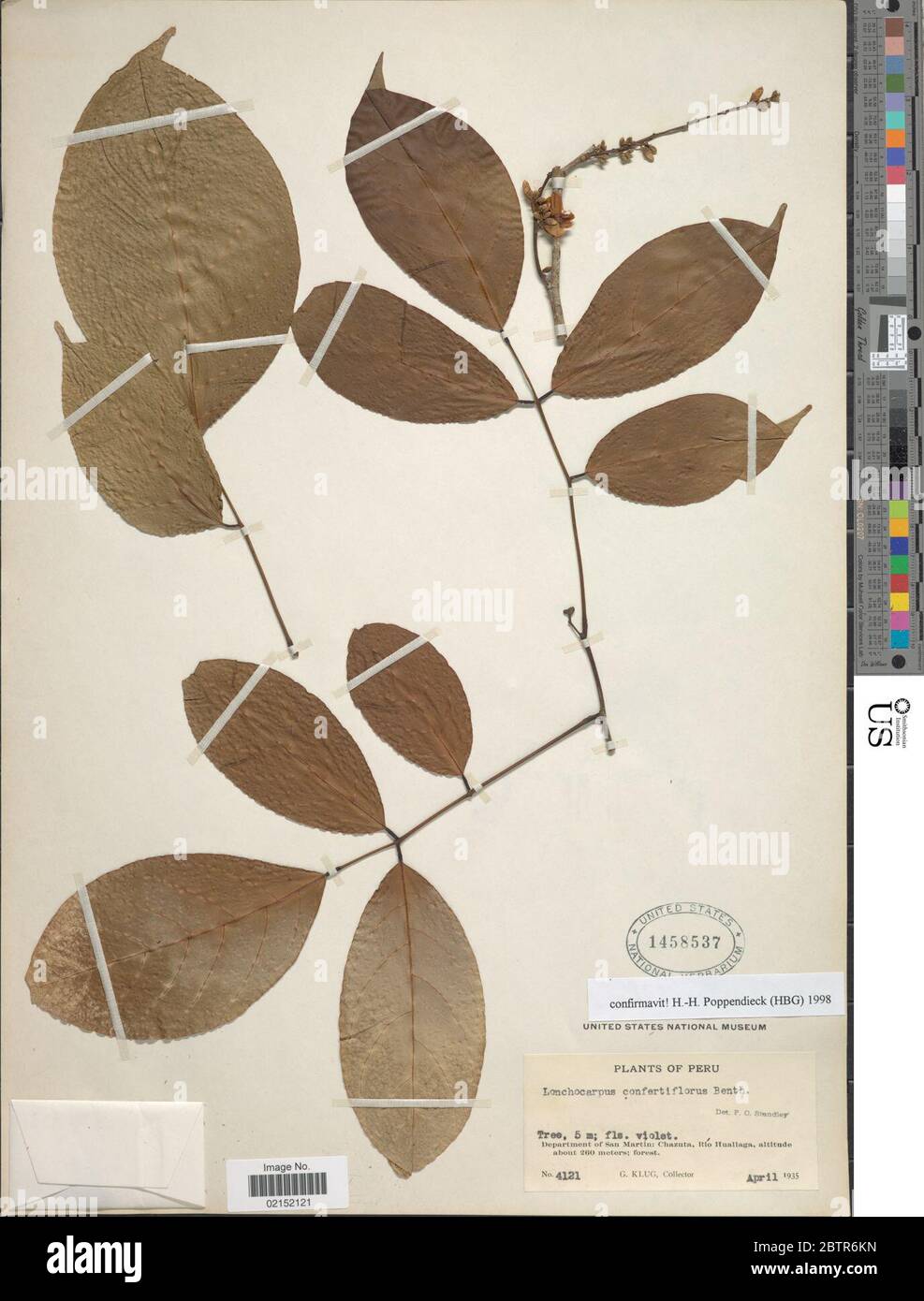 Lonchocarpus confertiflorus. Stock Photo