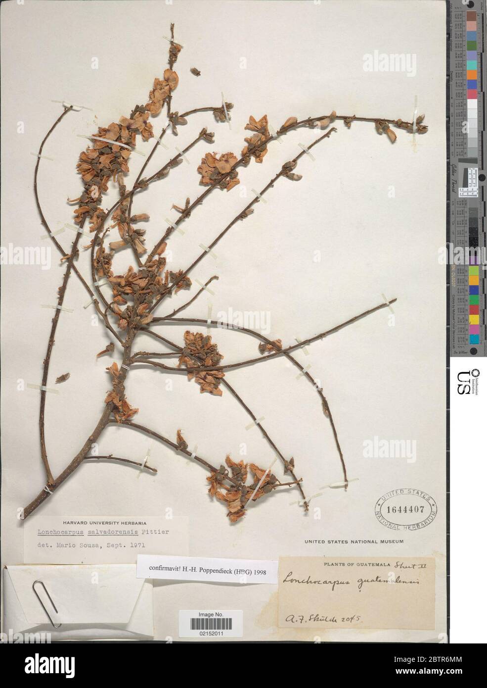 Lonchocarpus salvadorensis Pittier. Stock Photo