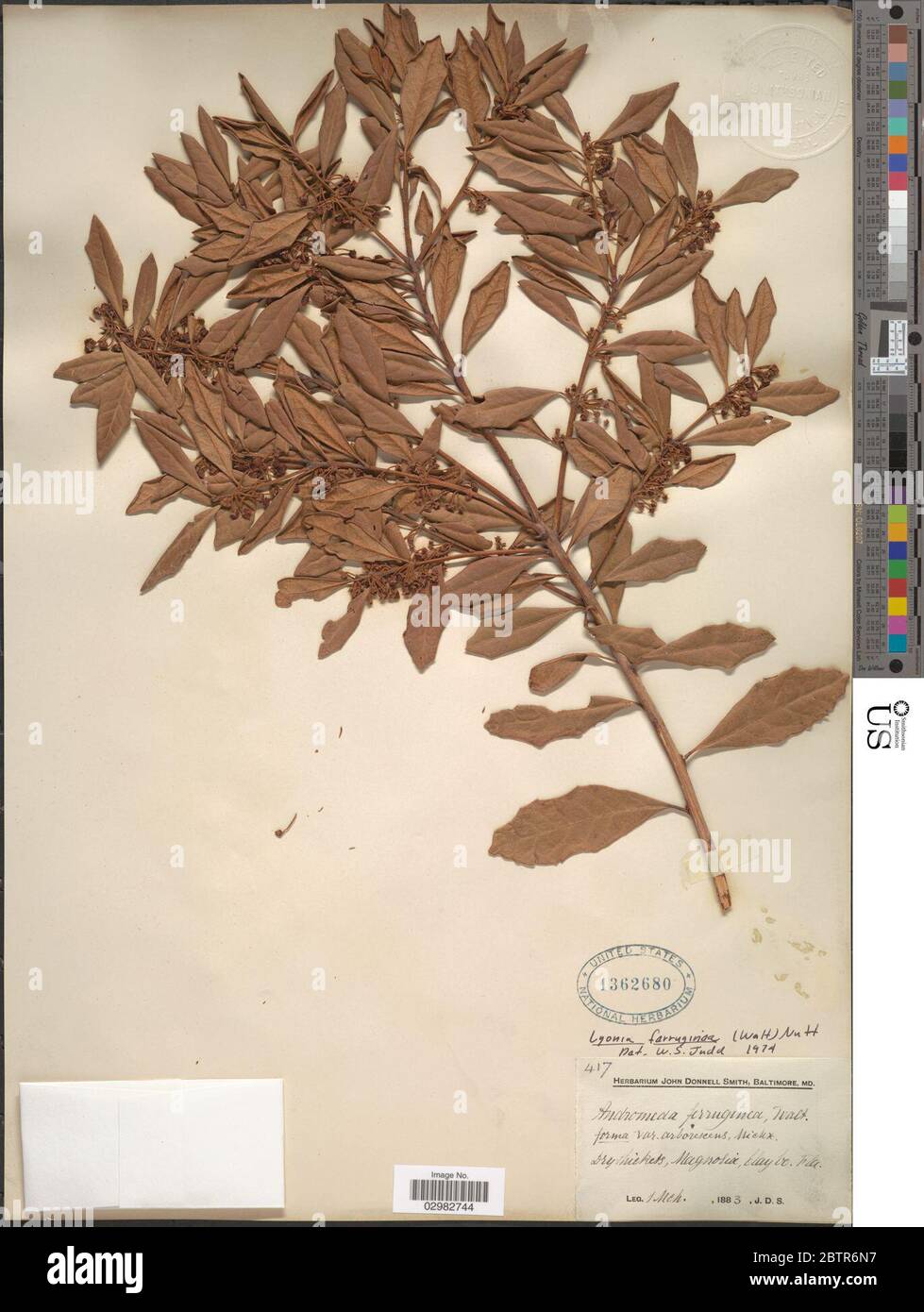 Lyonia ferruginea Walter Nutt. Stock Photo