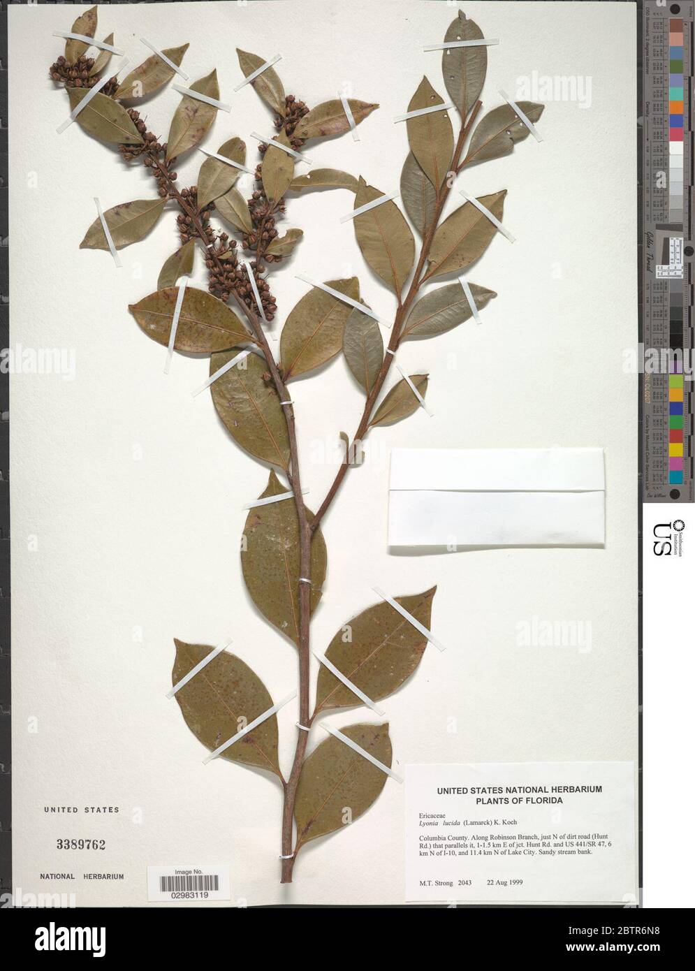Lyonia lucida K Koch. Stock Photo
