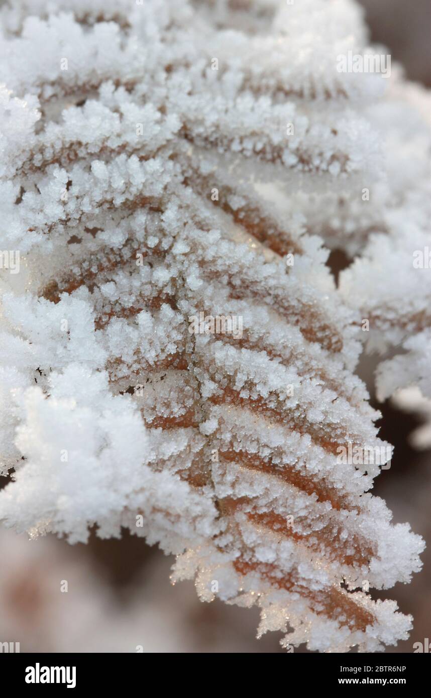Sheep In Snow Rural Sussex High Resolution Stock Photography and Images ...