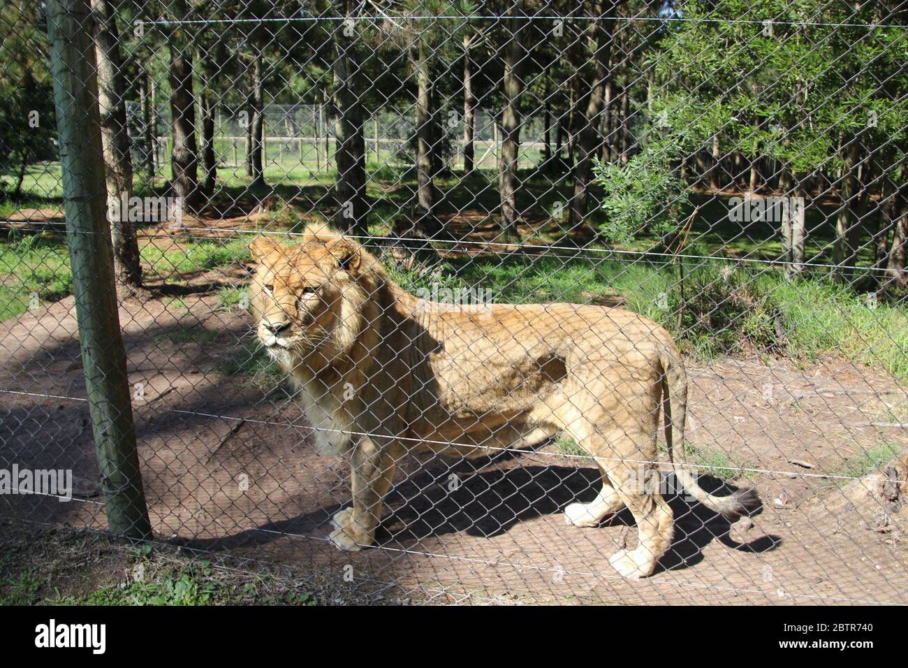 A Beautiful Male African Lion In The Spacious Jukani Wildlife Sanctuary Near Plettenberg Bay