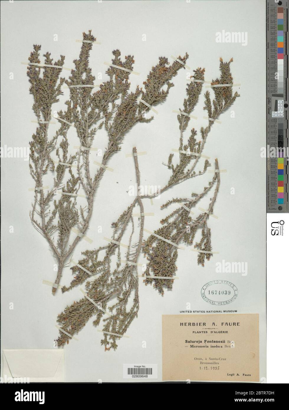 Micromeria inodora Desf Benth. Stock Photo