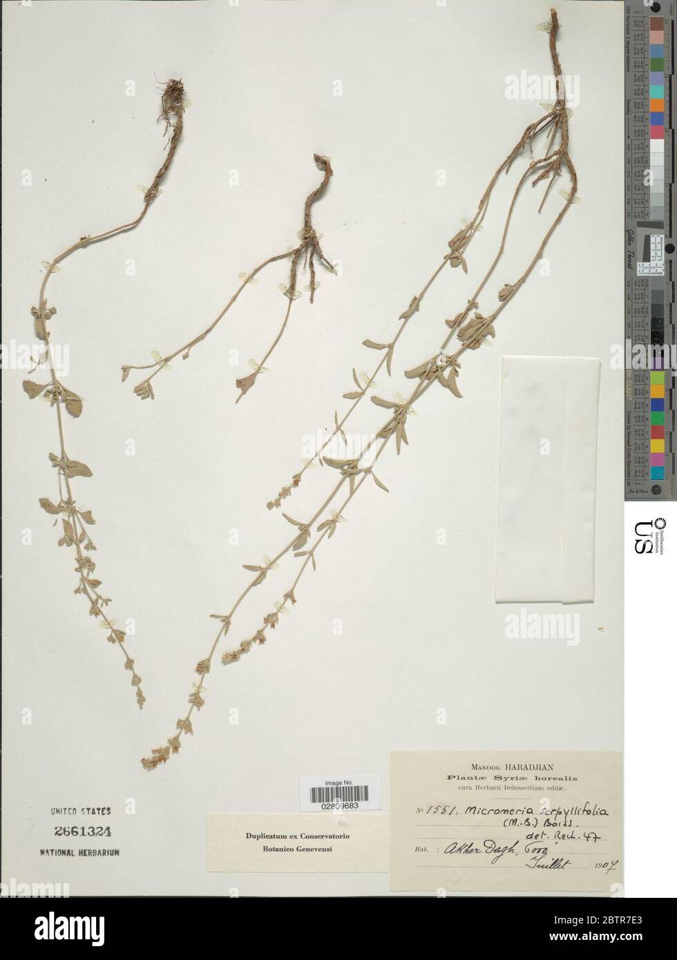 Micromeria serpyllifolia Scheele. Stock Photo