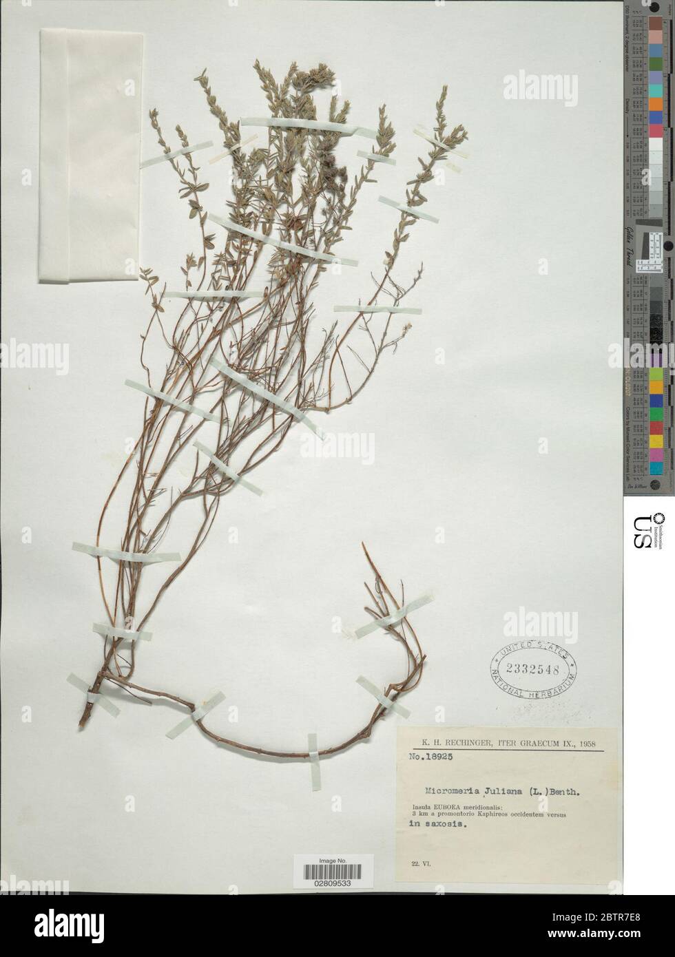 Micromeria juliana L Benth ex Rchb. Stock Photo