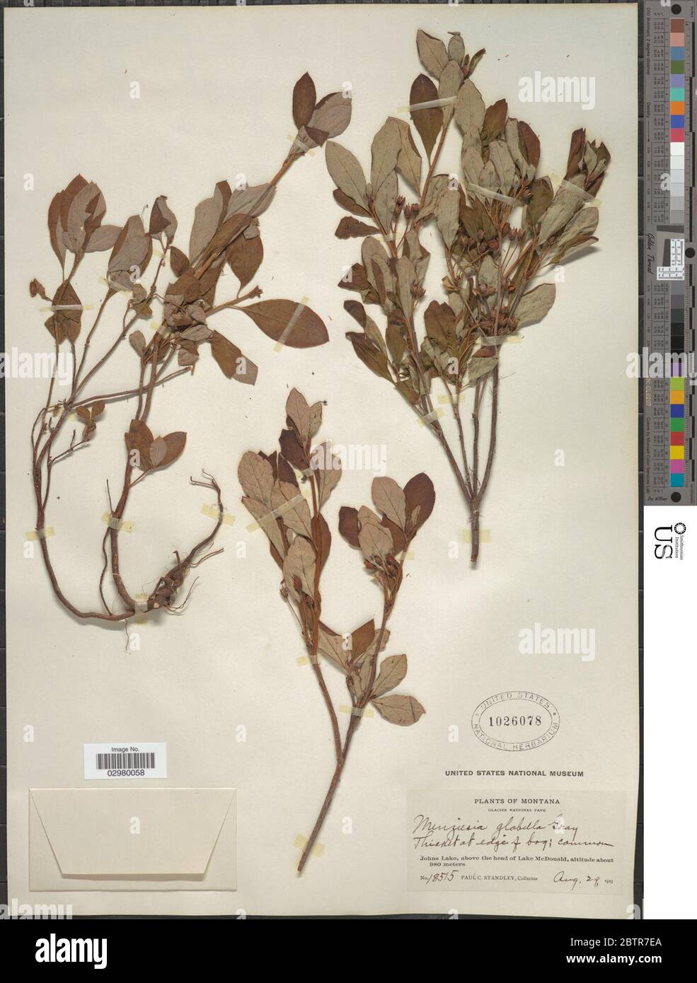 Menziesia ferruginea subsp glabella A Gray Calder Roy L Taylor. Stock Photo