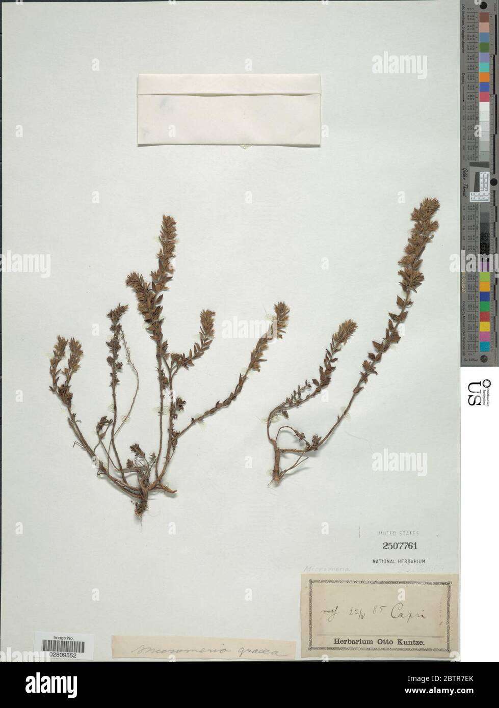 Micromeria graeca Benth ex Rchb. Stock Photo