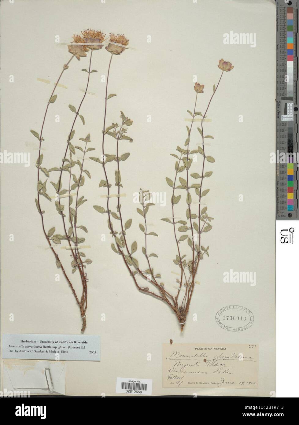 Monardella odoratissima subsp glauca Epling. Stock Photo