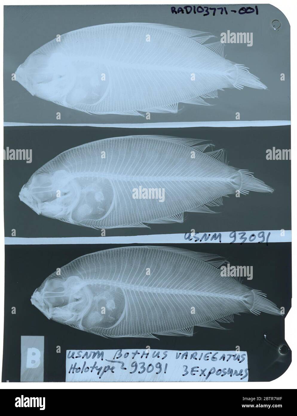 Bothus variegatus Fowler. Radiograph is of a holotype; The Smithsonian NMNH Division of Fishes uses the convention of maintaining the original species name for type specimens designated at the time of description. The currently accepted name for this species is Psettina variegata.29 Oct 2018D. 54812 Stock Photo