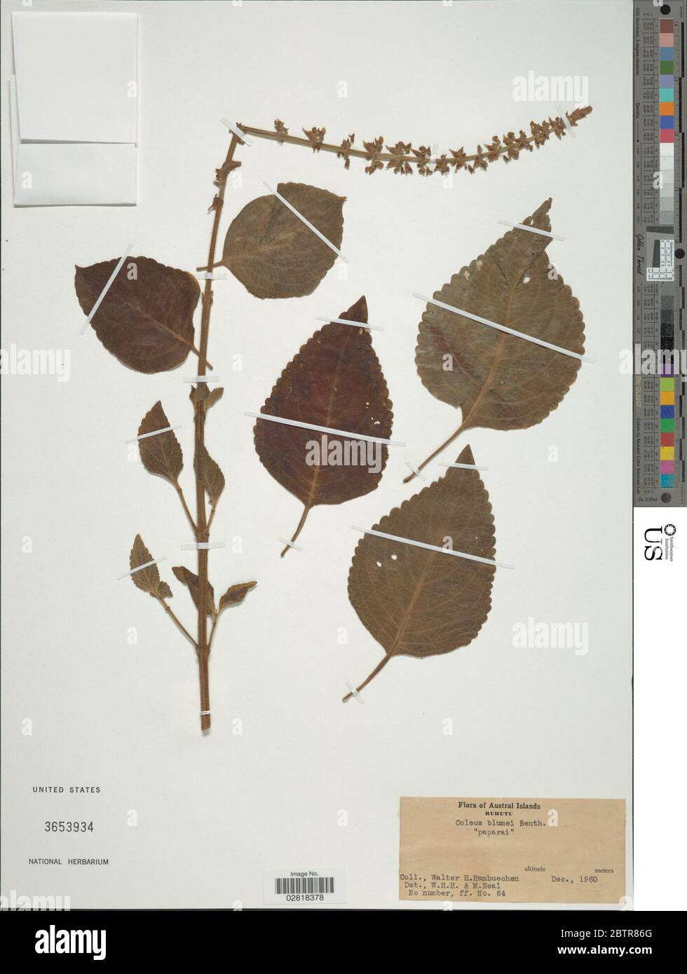Plectranthus blumei Benth Launert. Stock Photo