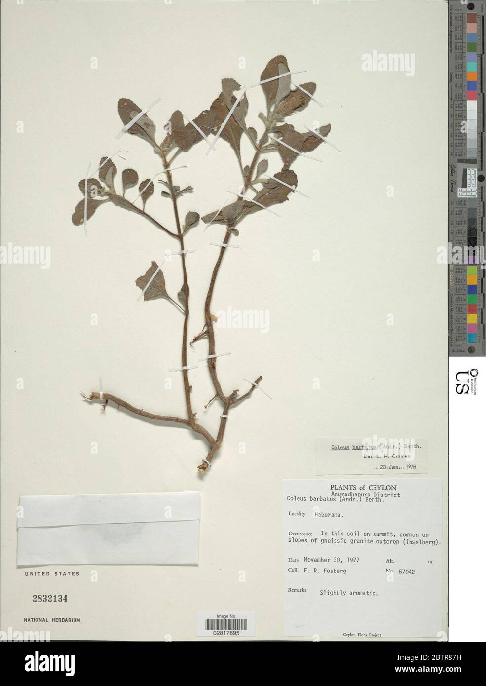 Plectranthus barbatus. Stock Photo