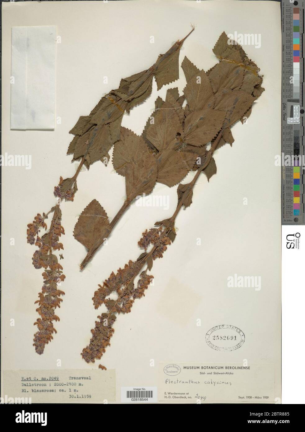 Plectranthus calycinus Benth. Stock Photo