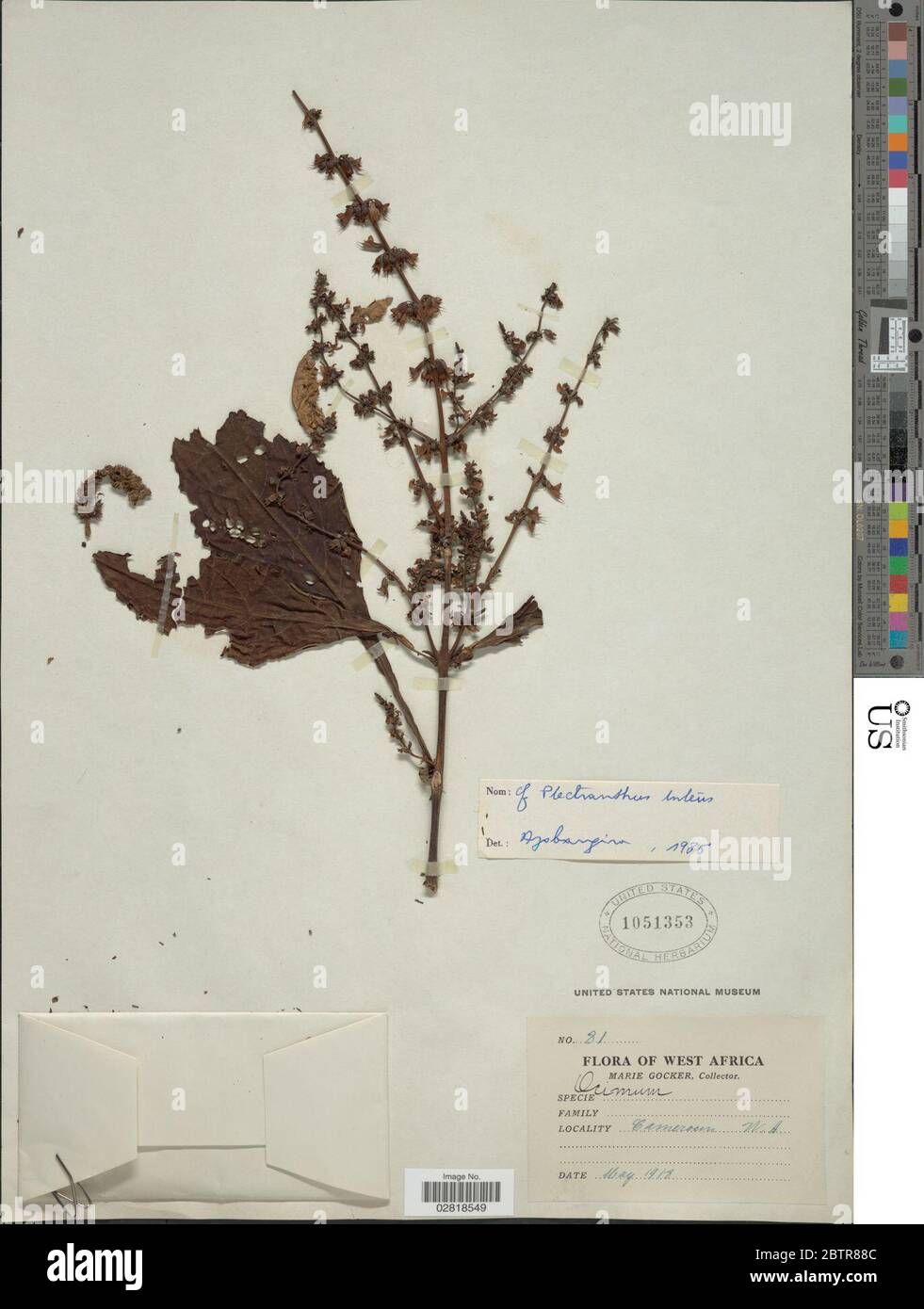 Plectranthus luteus Grke. Stock Photo