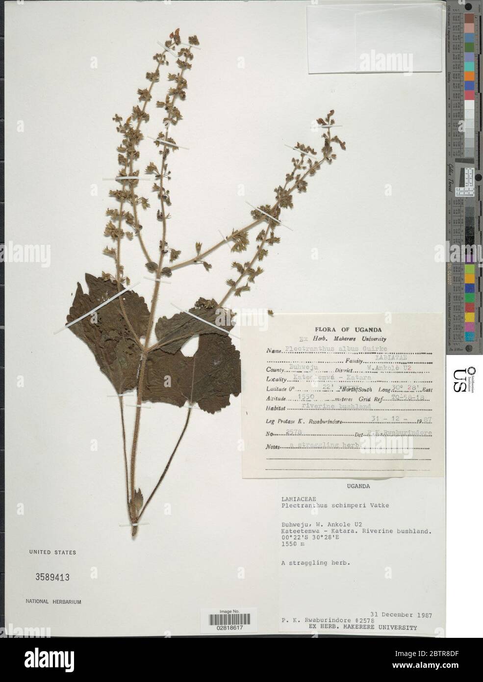 Plectranthus schimperi Vatke. Stock Photo