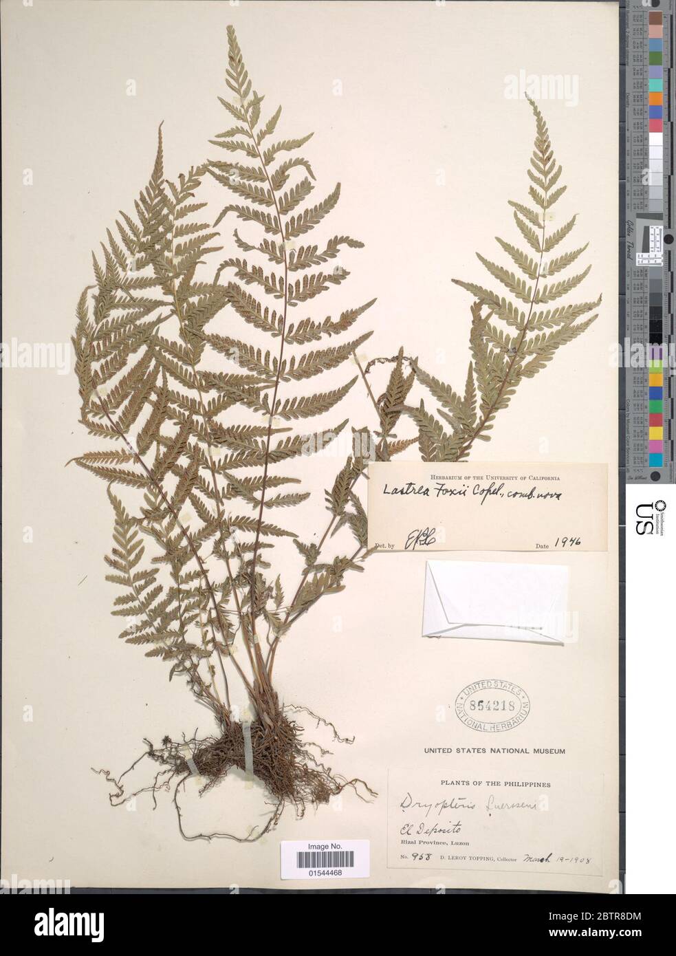 Pneumatopteris ligulata C Presl Holttum. Stock Photo