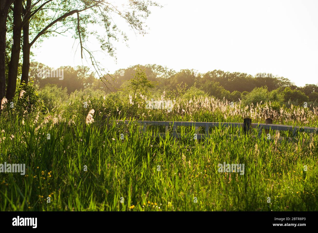 Green meadow with fresh grass, reeds and a small wooden white bridge during golden hour in the spring. Stock Photo