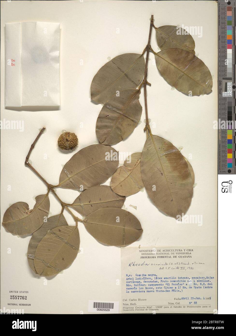 Rheedia acuminata Ruiz Pav Planch Triana. Stock Photo