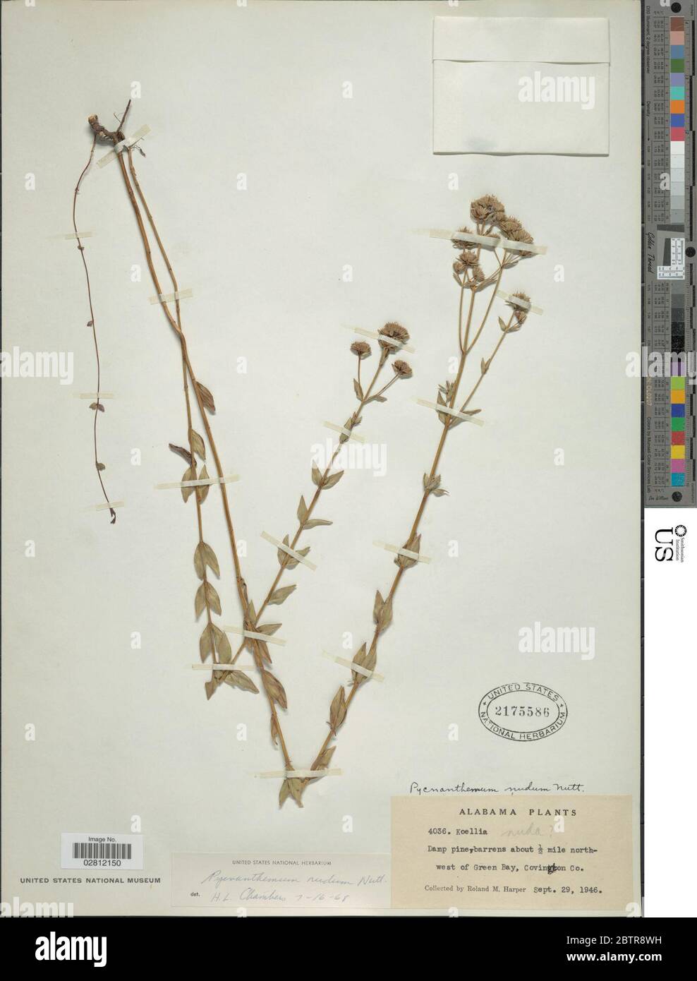 Pycnanthemum nudum Nutt. Stock Photo