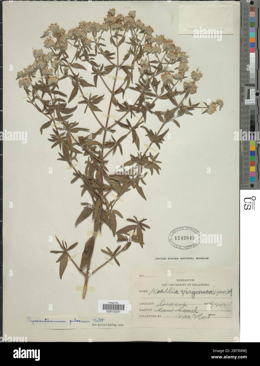 Pycnanthemum pilosum Nutt. Stock Photo