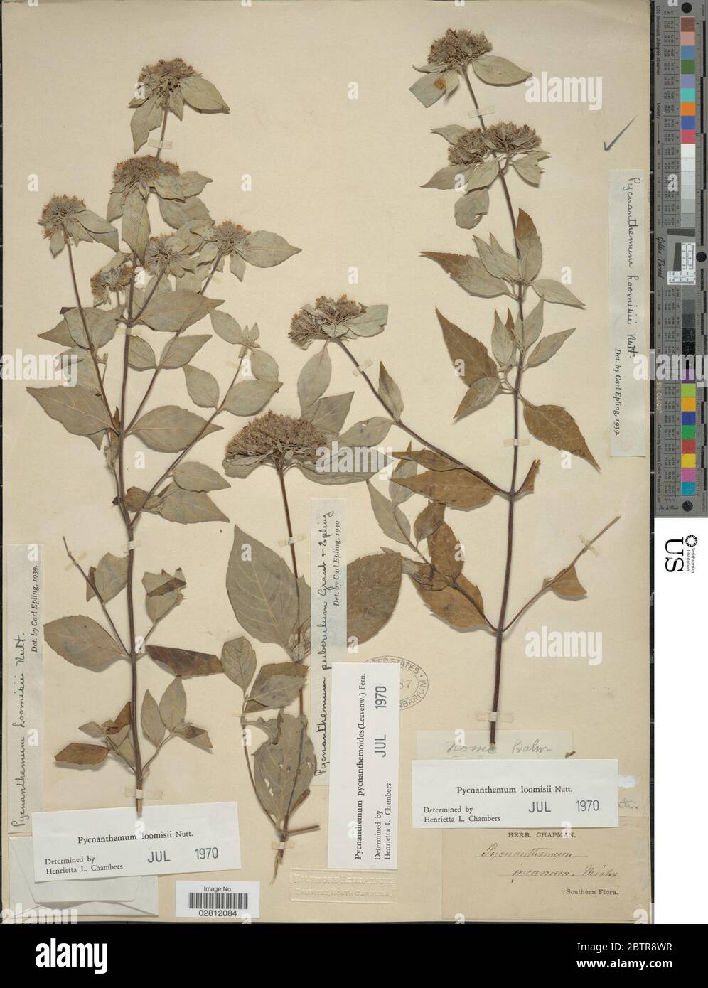 Pycnanthemum loomisii Nutt. Stock Photo